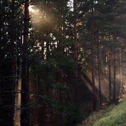 Trees in forest