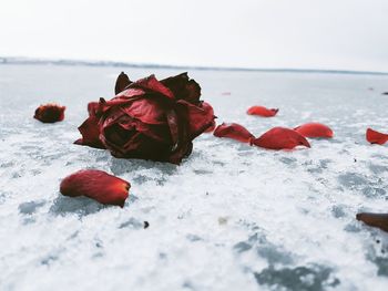 Close-up of frozen red rose on snow