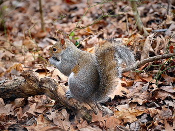 Squirrel on dry leaves on field