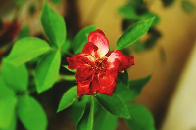 Close-up of red flowering plant