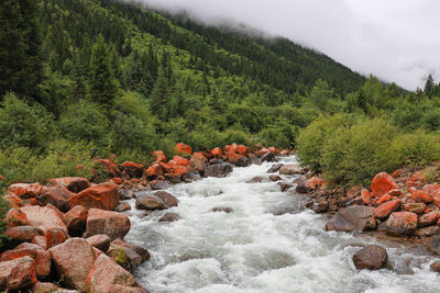 River flowing through rocks in forest