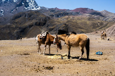 Horses on field