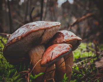 Close-up of mushroom growing on field