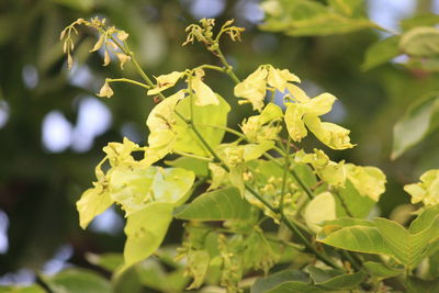 Close-up of flowering plant