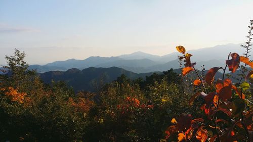 Plants and trees by mountains against sky during autumn