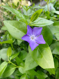 Close-up of purple flowering plant