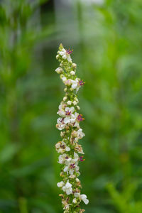 Close-up of flowers