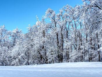 Snow covered trees against clear blue sky