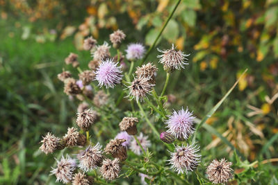 Close-up of flowering plants on field