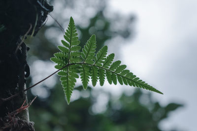 A fern leaf during cloudy days. edited using adobe lightroom and shot with nikon d3400 kit lens