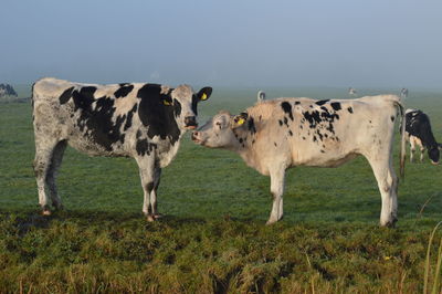 Cows standing in a field