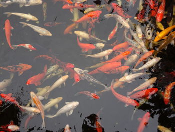 Koi carps swimming in pond