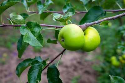 Close-up of fruit on tree