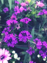 Close-up of flowers blooming outdoors