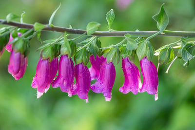 Close-up of wet purple flowers blooming outdoors