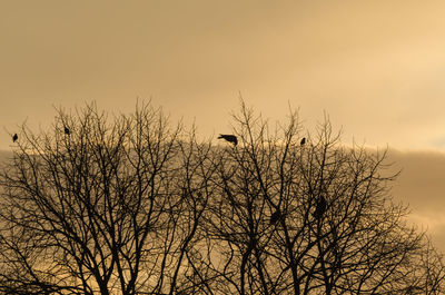 Low angle view of bare trees against sky at dusk