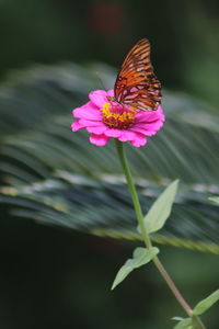 Close-up of butterfly on pink flower