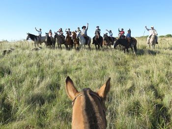 Group of horses on field