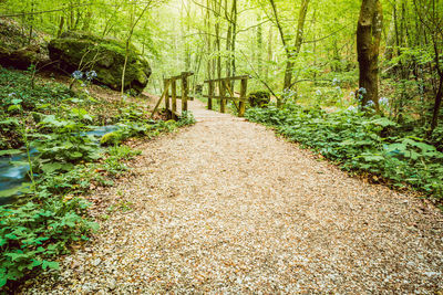 Footpath amidst trees in forest