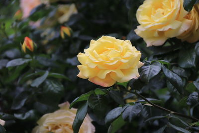 Close-up of yellow rose