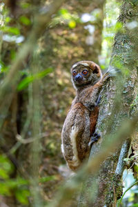 Close-up of squirrel on tree