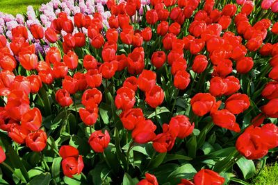 Full frame shot of red tulips
