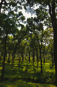 Trees growing on field