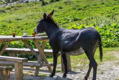 Horse standing in a field