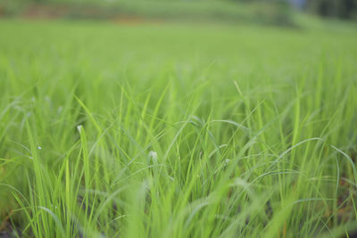 Crops growing on field