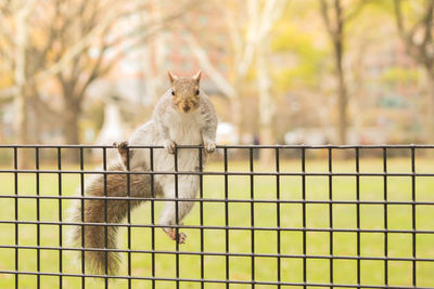 Squirrel on fence