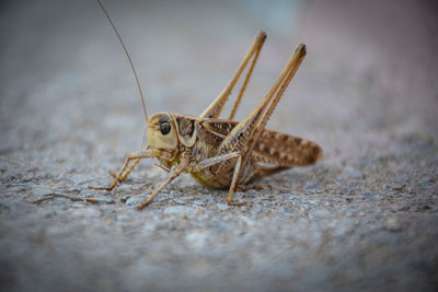 Close-up of grasshopper on road