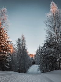 Trees on snow covered land against sky