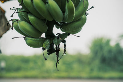 Close-up of fruits hanging on tree