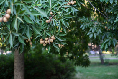 Close-up of berries growing on tree