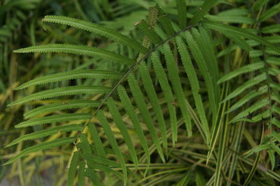 Close-up of fern leaves