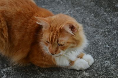Close-up of a cat resting