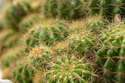 Close-up of cactus plant