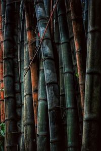 Detail shot of bamboo trees