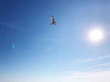 Low angle view of bird flying in sky