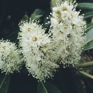 Close-up of white flowers