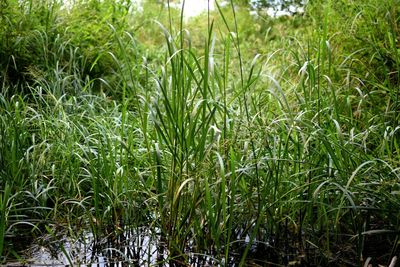 Close-up of fresh green grass in field