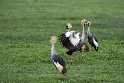 View of birds on land