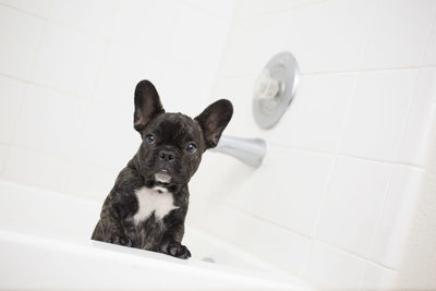 Close-up of dog sitting in bathroom