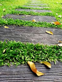 High angle view of fruits and leaves on wood