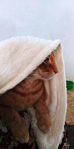 Close-up of a cat
