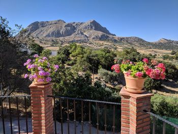 Potted plants by railing against sky