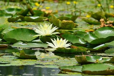 Close-up of lotus water lily in pond