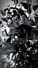 Close-up of fresh white flowering plants