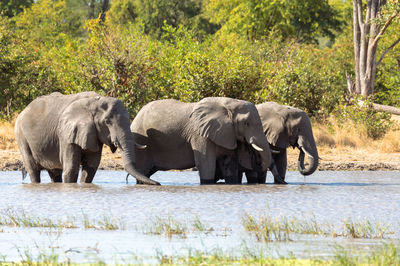 View of elephant standing by river