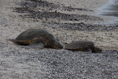 View of two turtles on beach